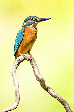 Kingfisher (Alcedo atthis) sitting on a branch, Lower Austria, Austria, Europe