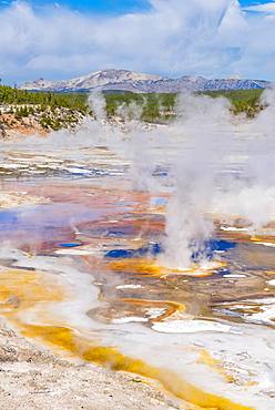 Steaming geysers, hot springs, colorful mineral deposits in the Porcelain Basin, Noris Geyser Basin, Yellowstone National Park, Wyoming, USA, North America