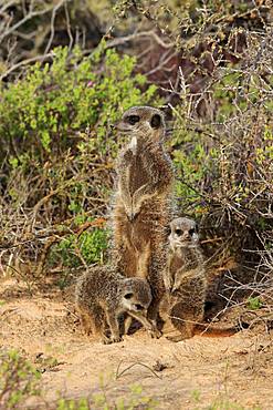 Meerkats (Suricata suricatta), adult with young animals, Oudtshoorn, West Cape, South Africa, Africa