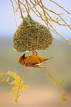 Cape Weaver (Ploceus capensis), adult male at nest building, Little Karoo, Western Cape, South Africa, Africa