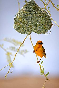 Cape Weaver (Ploceus capensis), adult male, on nest during courtshiping season, Little Karoo, Western Cape, South Africa, Africa