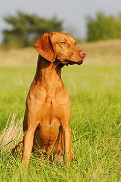 Magyar Vizsla, short hair, male, sits in meadow, Austria, Europe