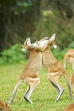 Wallabies (Macropus agilis) fighting on a meadow, Queensland, Australia, Oceania