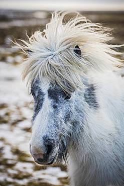 Icelandic horse (Equus islandicus), animal portrait, Iceland, Europe