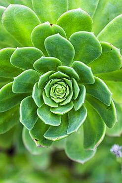 Leaf rosette of houseleek tree (Aeonium), La Gomera, Canary Islands, Spain, Europe