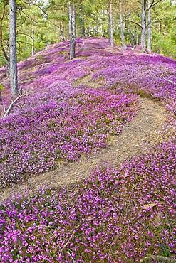 Hiking trail through a sea of flowers with flowering purple Heather (Calluna vulgaris) in the pine forest, Styria, Austria, Europe