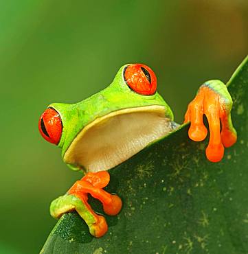 Red-eyed tree frog (Agalychnis callidryas) looks over leaf edge, animal portrait, Costa Rica, Central America