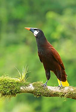 Montezuma Oropendola (Gymnostinops montezuma) sits on branch, Costa Rica, Central America