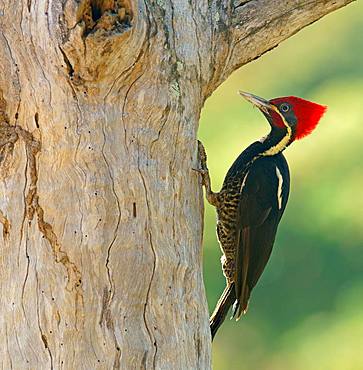 Lineated woodpecker (Dryocopus lineatus) on tree trunk, Costa Rica, Central America