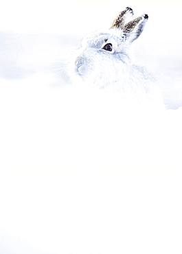 Mountain hare (Lepus timidus) sits in the snow, winter fur, Highlands, Scotland, Great Britain