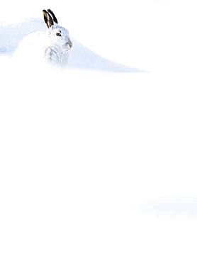 Mountain hare (Lepus timidus) sits in the snow, winter fur, Highlands, Scotland, Great Britain