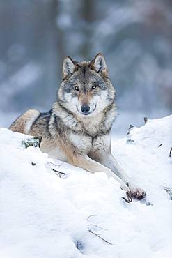 Gray wolf (Canis lupus), wolf lying in the snow, captive, Bavaria, Germany, Europe