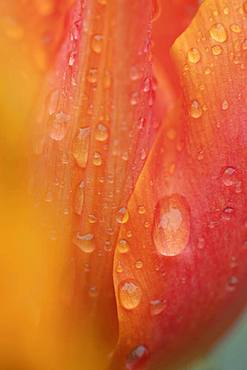 Tulip (Tulipa), flower covered with water droplets, detail, England, United Kingdom, Europe