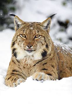 Eurasian lynx (lynx lynx), lies in the snow, animal portrait, captive, Switzerland, Europe