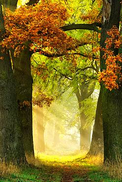 Avenue of Oaks (Quercus) and ashes (Fraxinus) in autumn, sun shines through morning fog, Burgenlandkreis, Saxony-Anhalt, Germany, Europe