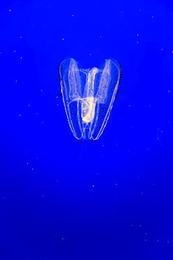 Orange-tipped sea gooseberry (Leucothea pulchra), in water, California, USA, North America