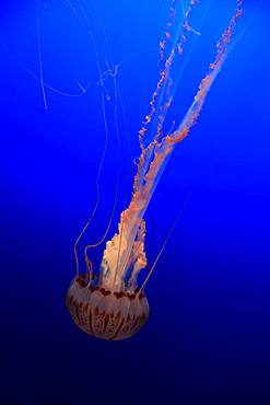 Purple-striped Jellyfish (Chrysaora colorata), in water, California, USA, North America