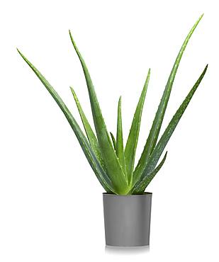 Aloe vera (Aloe vera) in flowerpot, cutout, white background, Germany, Europe