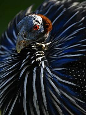 Vulturine guineafowl (Acryllium vulturinum), captive, Germany, Europe