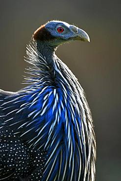 Vulturine guineafowl (Acryllium vulturinum), captive, Germany, Europe