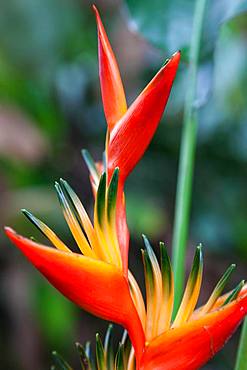 Heliconia (Heliconia psittacorum x spathocircinata), Costa Rica, Central America