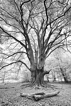 Huge old gnarled Beech (Fagus), black and white, Reinhardswald, Sababurg, Hesse, Germany, Europe