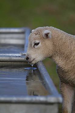 Domestic lamb (Ovis aries) drinking from a trough, Suffolk, England, United Kingdom, Europe