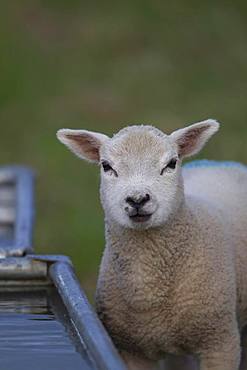 Domestic lamb (Ovis aries) standing by a drinking trough, Suffolk, England, United Kingdom, Europe