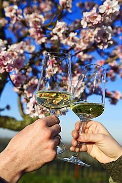 Pair toasting with white wine in front of a flowering almond tree, Burrweiler, Pfaelzer Mandelpfad, German Wine Route, Rhineland-Palatinate, Germany, Europe