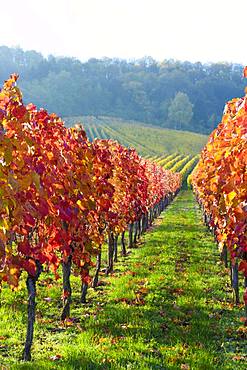 Vineyard, Fellbach near Stuttgart, Baden-Wuerttemberg, Germany, Europe