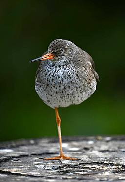 Common redshank (Tringa totanus), standing on one leg, captive, Germany, Europe