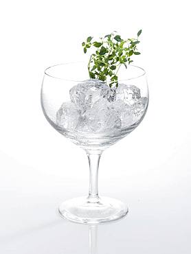 Glass prepared for cocktail, decorated with thyme, ice cubes, Germany, Europe