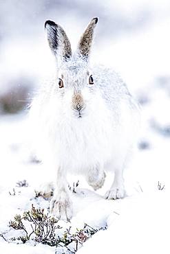 Mountain hare (Lepus timidus) in winter fur sits in the snow, Highlands, Scotland, Great Britain