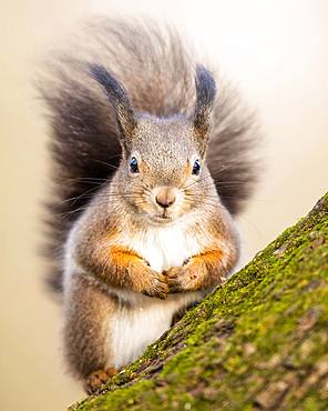 Eurasian red squirrel (Sciurus vulgaris) sits on tree, Lower Austria, Austria, Europe