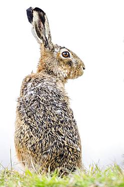 European hare (Lepus europaeus) sits attentively in the grass, Burgenland, Austria, Europe