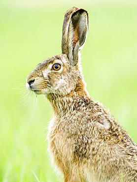 European hare (Lepus europaeus) sits attentively in the field, Burgenland, Austria, Europe