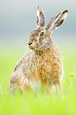 European hare (Lepus europaeus) sits attentively in the field, Burgenland, Austria, Europe