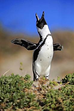 African penguin (Spheniscus demersus), adult, calling, spreading wings, Boulders Beach, Simon's Town, Western Cape, South Africa, Africa