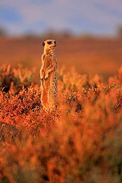 Meerkat (Suricata suricatta), adult, standing upright, at sunrise, vigilant, Oudtshoorn, Western Cape, South Africa, Africa