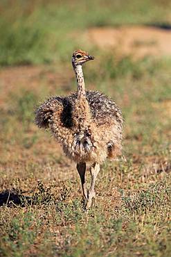 South African ostrich (Struthio camelus australis), young animal, running, Oudtshoorn, Western Cape, South Africa, Africa