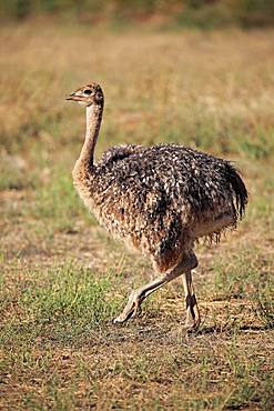 South African ostrich (Struthio camelus australis), young animal, running, Oudtshoorn, Western Cape, South Africa, Africa