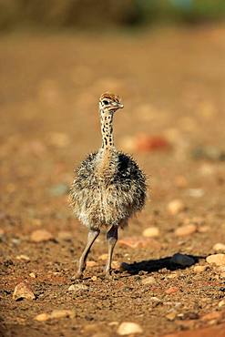 South African ostrich (Struthio camelus australis), chick, Oudtshoorn, Western Cape, South Africa, Africa