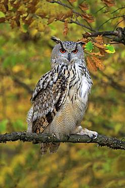 Siberian Eagle Owl (Bubo bubo sibiricus), adult, watchful on perch, Slovakia, Europe