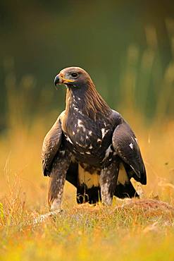 Golden eagle (Aquila chrysaetos), adult, stands alert at captured animal, Slovakia, Europe