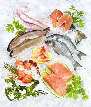 Selection of various raw fish, shrimp, on ice, Germany, Europe