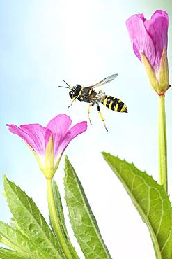 Grave wasp (Ectemnius cavifrons) in flight at the flower of Epilobium hirsutum (Epilobium hirsutum), Germany, Europe