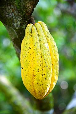 Cocoa tree (Theobroma cacao), cocoa fruit, Cordillera Oriental, Dominican Republic, Central America