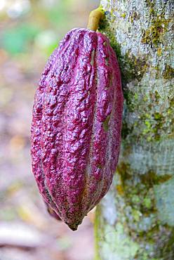 Cocoa tree (Theobroma cacao), cocoa fruit, Cordillera Oriental, Dominican Republic, Central America