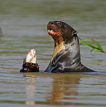 Giant otter (Pteronura brasiliensis) eats captured fish in water, Pantanal, Mato Grosso, Brazil, South America