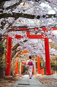 Japanese woman with kimono under blossoming cherry trees, Torii gate at Takenaka-Inari-Jinja shrine, Kyoto, Japan, Asia